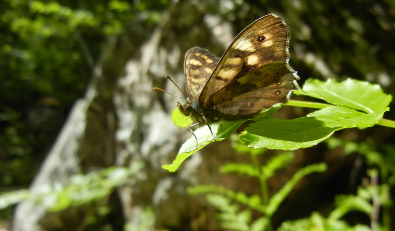 Pararge aegeria - Nymphalidae Satyrinae........dal Trentino